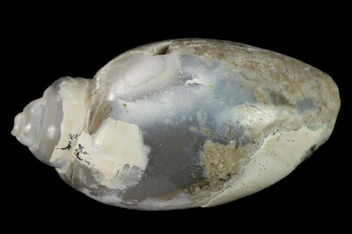 Polished, Chalcedony Replaced Gastropod Fossil - India #133527